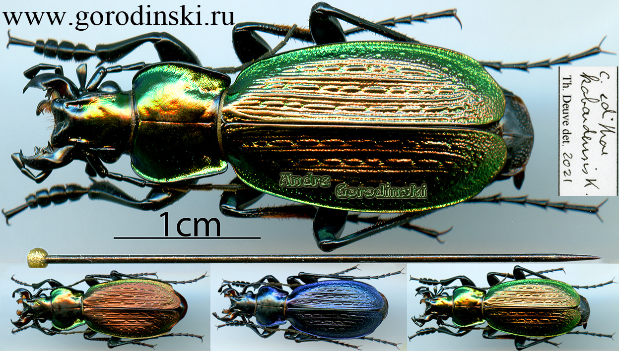 http://www.gorodinski.ru/carabus/Archiplectes edithae kabardensis.jpg